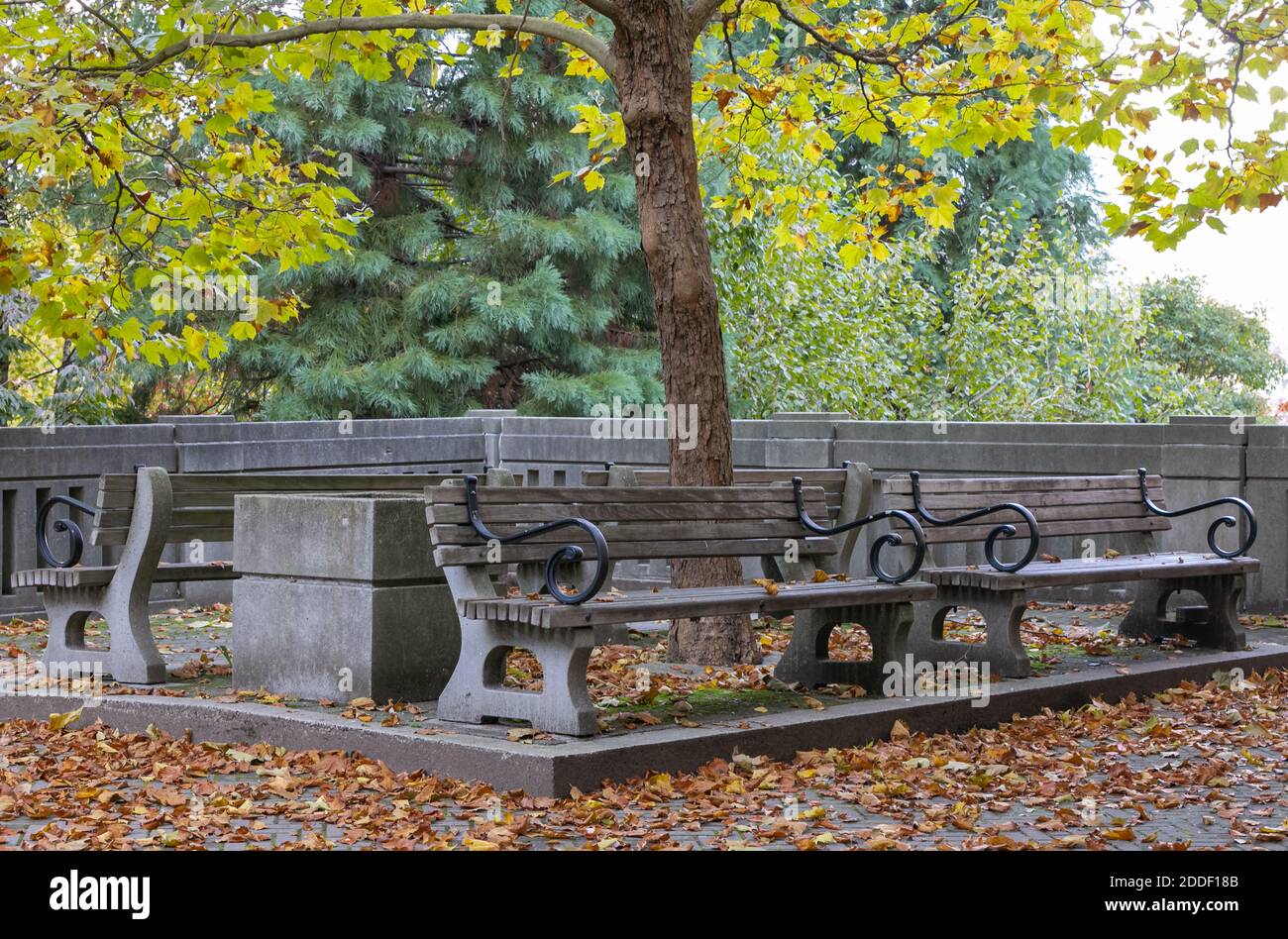 Splendido paesaggio autunnale con panchine e fogliame nel parco di Vancouver BC. Messa a fuoco selettiva, vista strada, foto di viaggio, foto concettuale autunno. Foto Stock