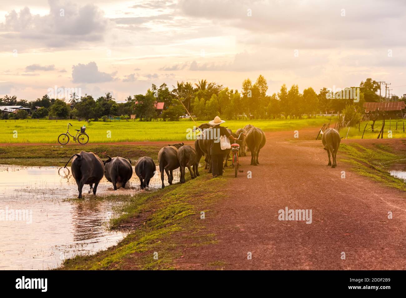 Contadino tailandese portare bufalo tornare a casa attraversare la strada sterrata vicino al lago Foto Stock
