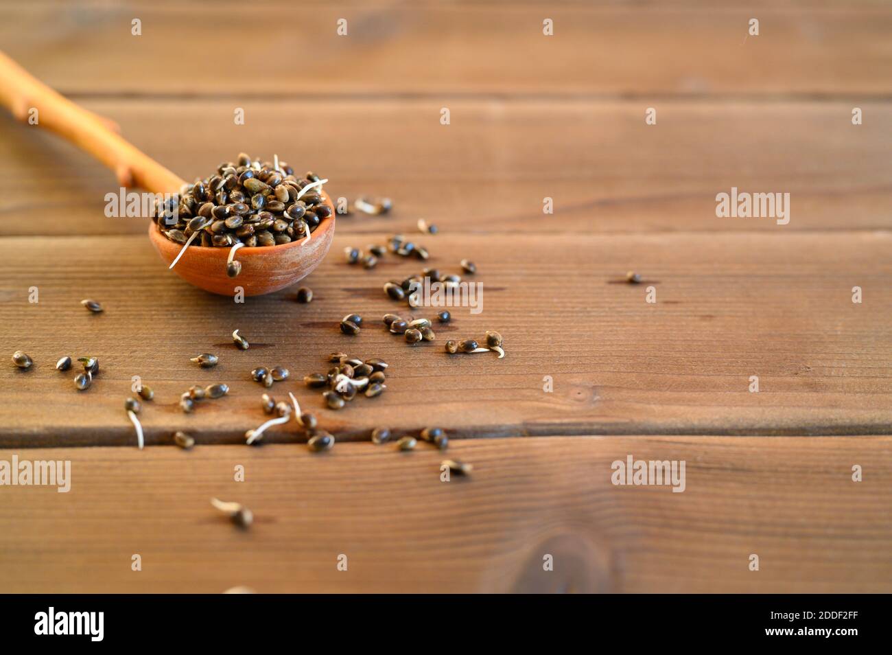 semi di canapa alimentare germogliati in un cucchiaio di legno su a. sfondo di legno Foto Stock semi di canapa alimentare germogliati in un cucchiaio di legno su a. sfondo di legno Foto Stock