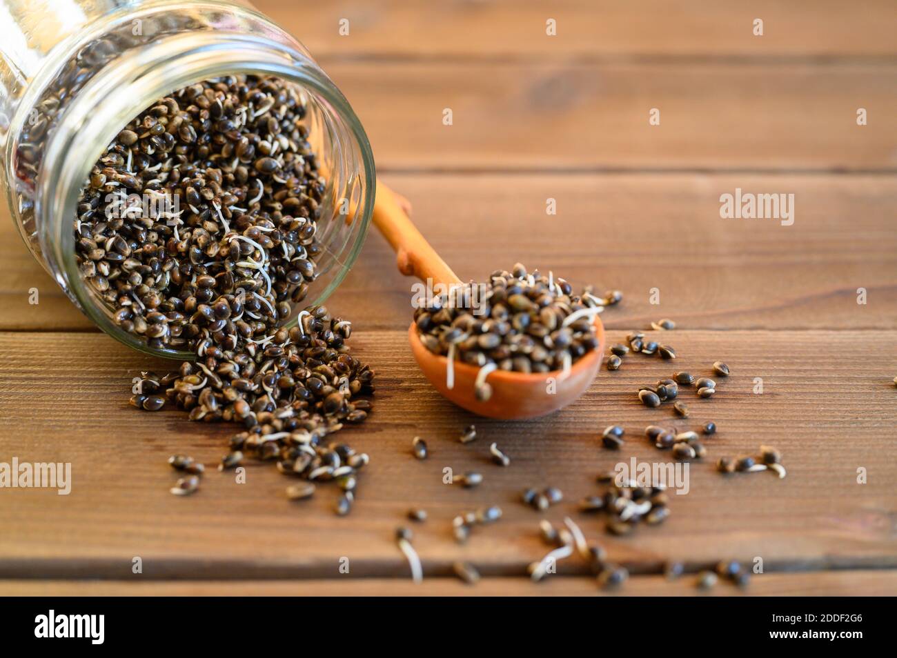 semi di canapa alimentare germogliati in un cucchiaio di legno e vetro vaso su sfondo di legno Foto Stock semi di canapa alimentare germogliati in un cucchiaio di legno e vetro vaso su sfondo di legno Foto Stock