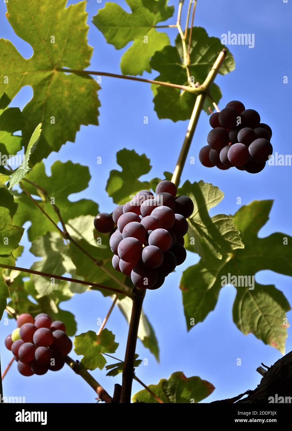 Prospettiva verso l'alto di una vite ben carica, pesante con grappoli di uve mature, contrastata da uno sfondo blu. Foto Stock