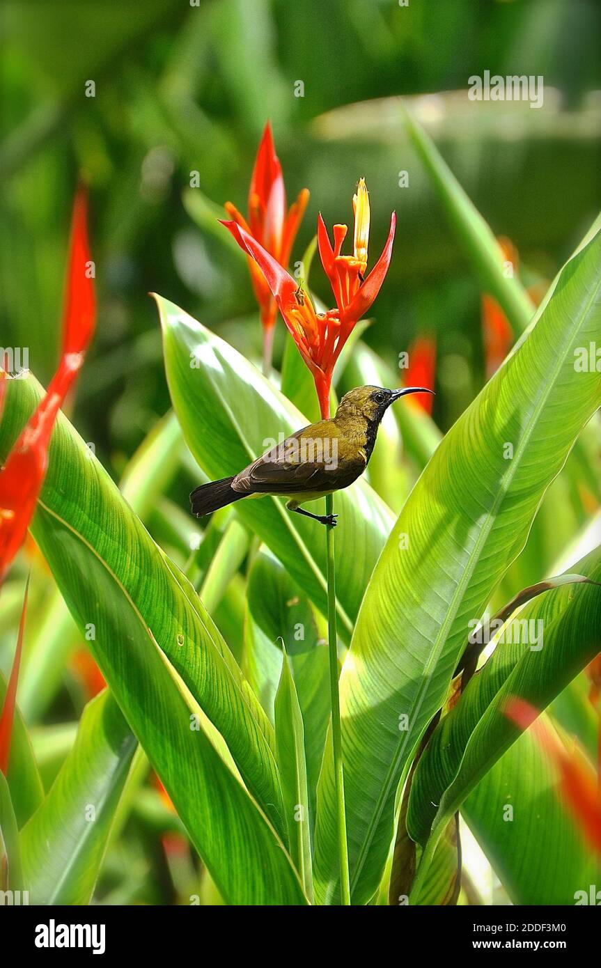 TITOLO: Sunbird su un uccello di paradiso fiore DESCRIZIONE: Primo piano immagine del profilo laterale di un piccolo uccello tropicale arroccato su un rosso e arancione He Foto Stock