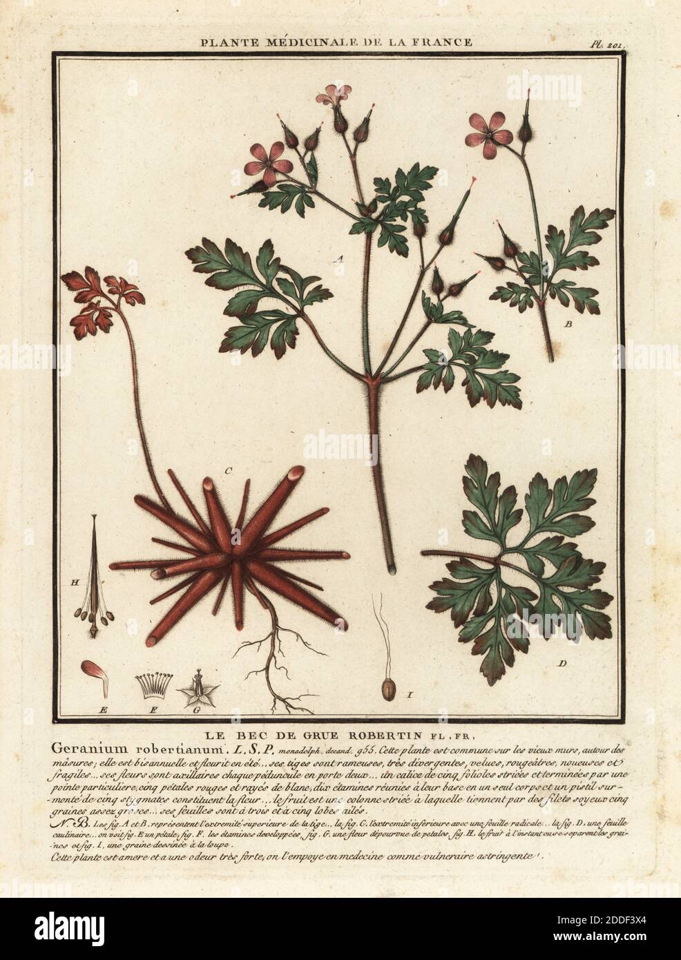 Herb-Robert, le bec de grue Robertin, Geranium robertianum. Incisione su copperplate stampata in tre colori da Pierre Bulliard dal suo Herbier de la France, ou collezione complete des plantes indigenes de ce royaume, Didot jeune, Debure et Belin, 1780-1793. Foto Stock