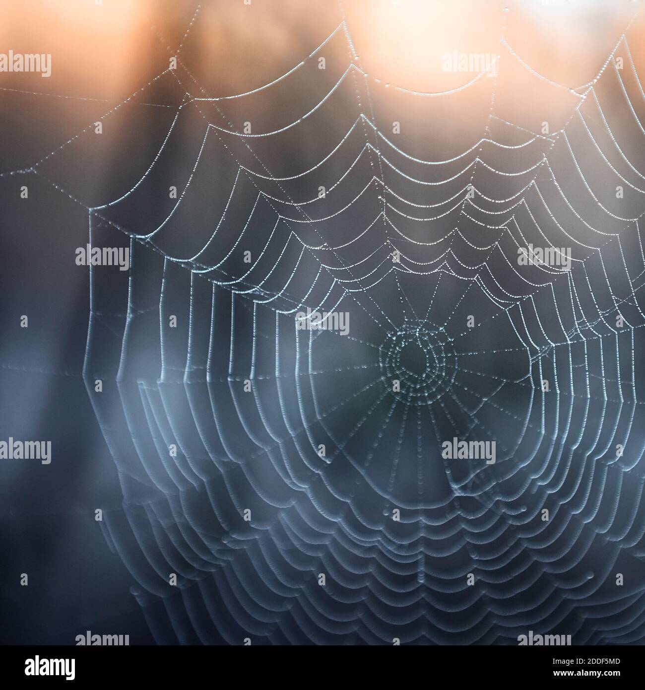 Spider Web in luce posteriore Foto Stock