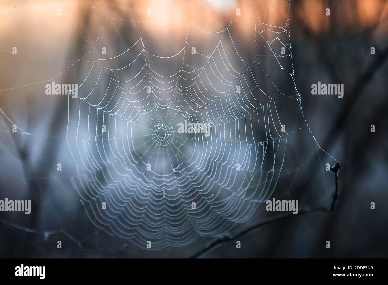 Spider Web in luce posteriore Foto Stock