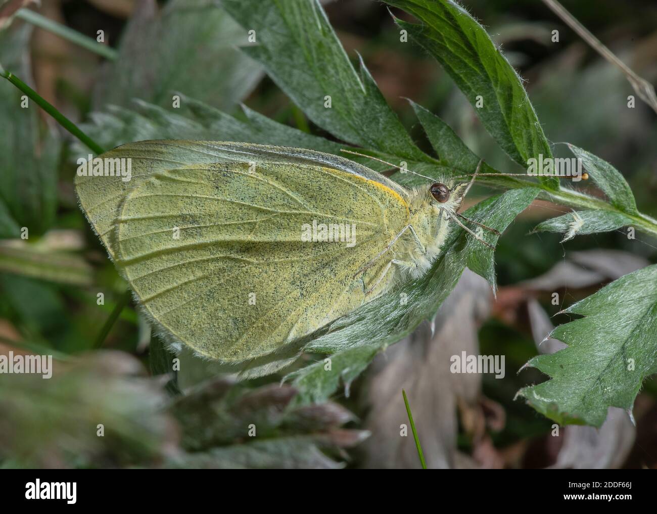 Piccolo Bianco, Pieris rapae, si stabilì chiuso su foglia a basse temperature. Foto Stock