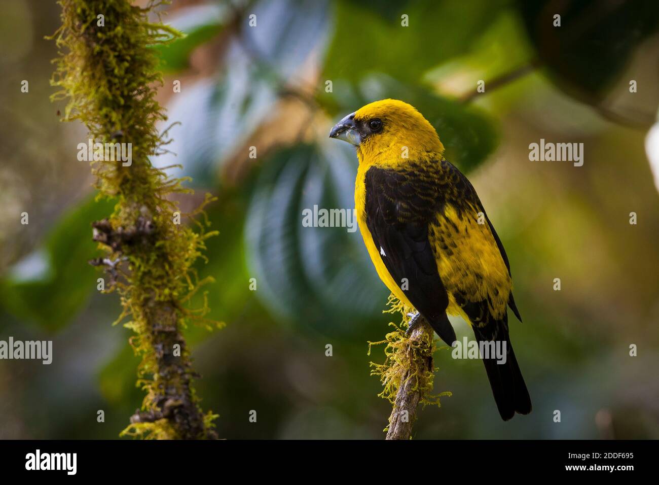 Nero-thighed Grosbeak, Pheucticus tibiale, nella foresta nuvolosa di La Amistad National Park, Chiriqui provincia, Repubblica di Panama. Foto Stock