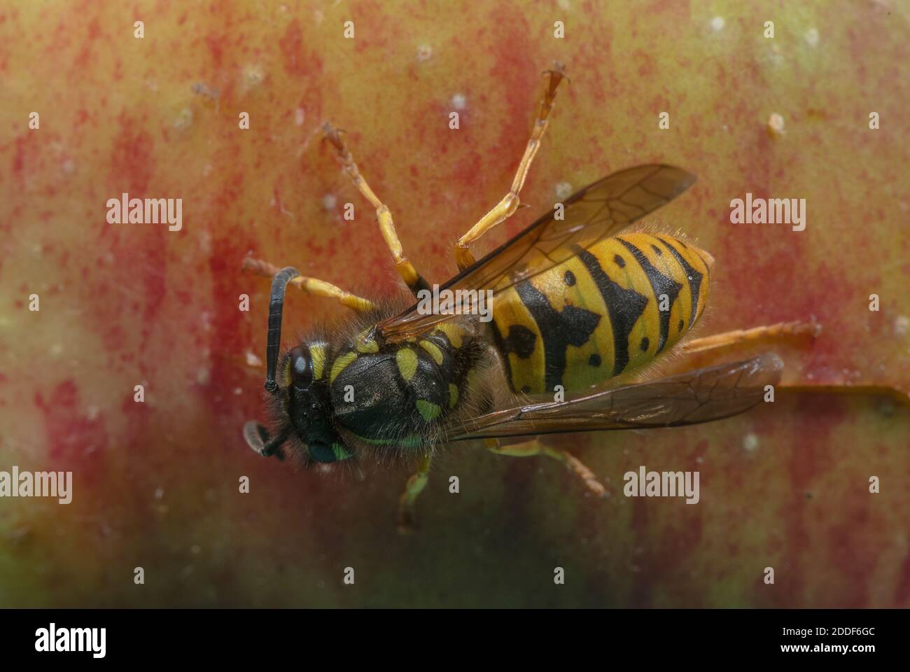 Wasp tedesco, Vespula germanica, nutrendo sulla mela caduta, a fine estate. Foto Stock