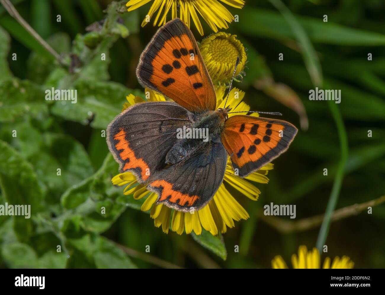 Rame piccolo, Phlaeas Lycaena, alimentazione farfalla su Fleabane, Pulicaria disenterica; fine estate. Foto Stock