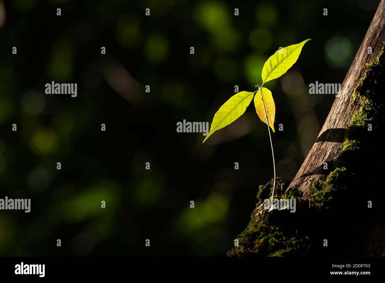 La luce del sole che illumina le foglie nella foresta contrasta a più scura sfondo Foto Stock