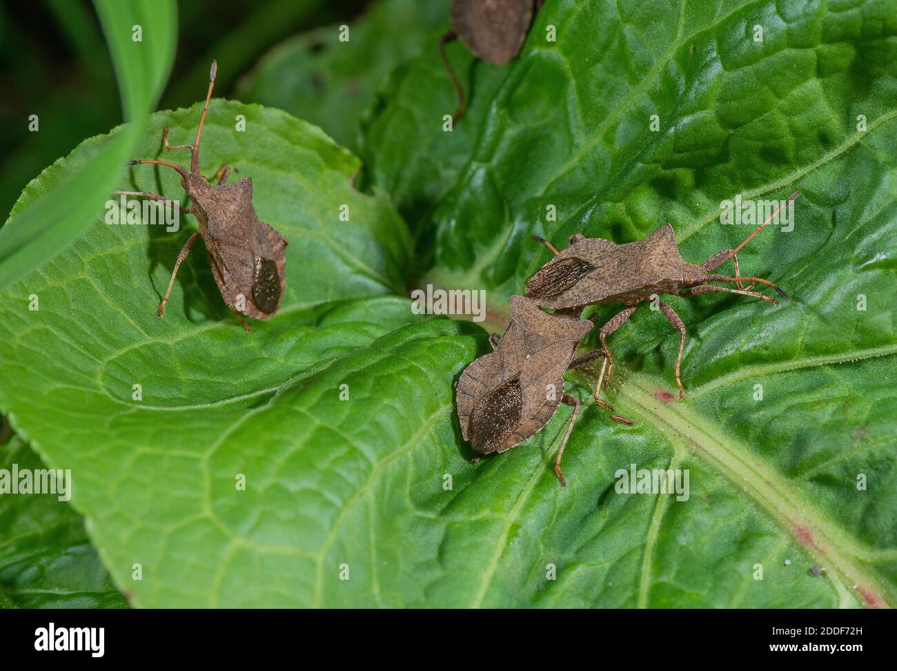 Adult Dock bugs, Coreus marginatus si è riunito su Dock Leaf il caldo giorno d'autunno. Foto Stock