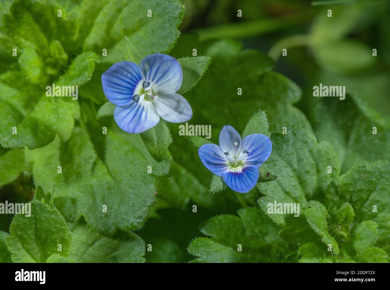 Campo comune-speedwell, Veronica persica, in fiore in terreno disturbato, fine estate. Foto Stock