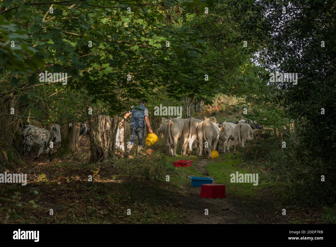 Sera alimentazione di mandria di bestiame bianco britannico pascolo brughiera a Stoborough Heath, Purbeck, Dorset. Foto Stock