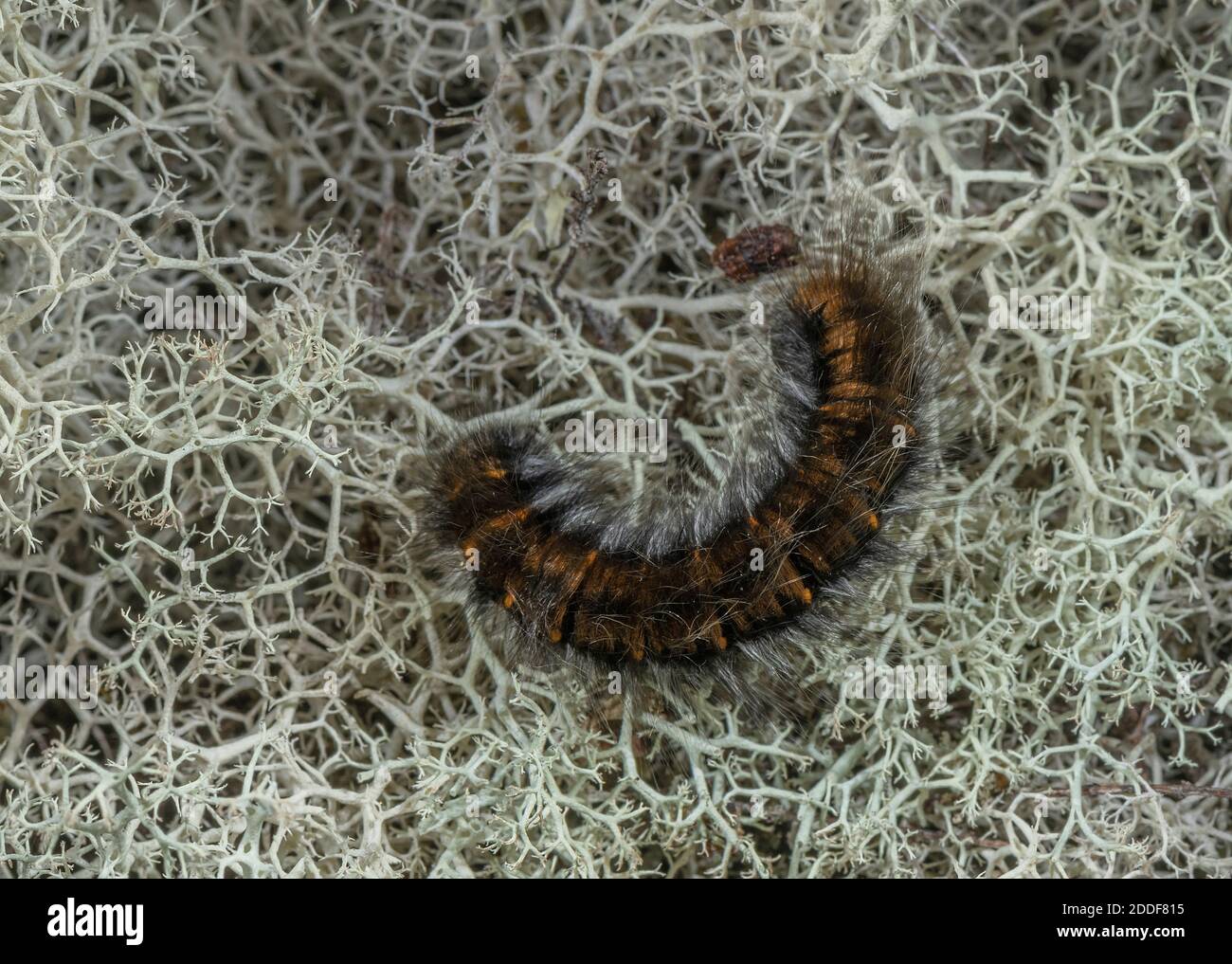 Bruco di Fox Moth, Macrotylacia rubi su brughiera sabbiosa, pronto a marcare. Dorset. Foto Stock