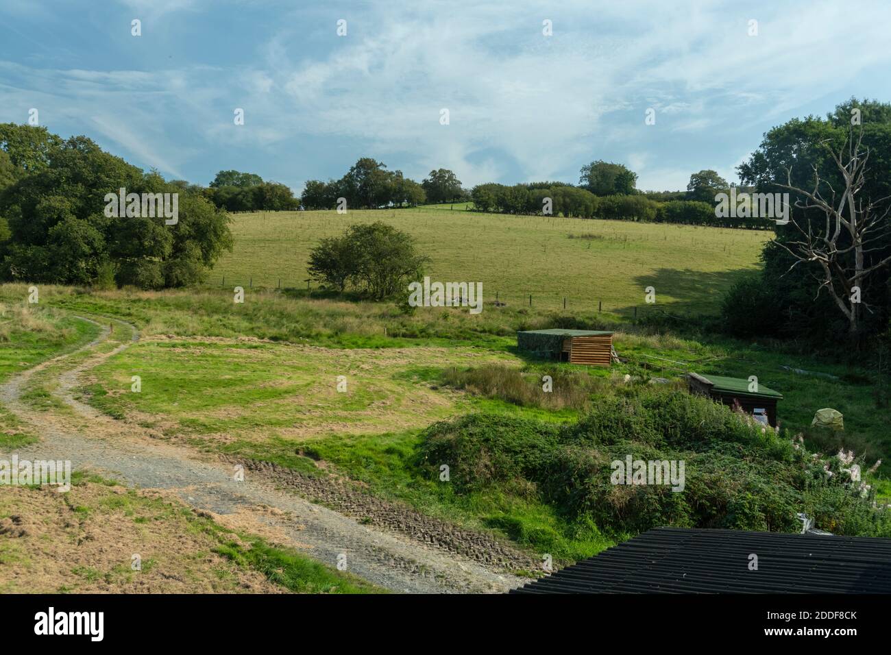 Campi di alimentazione di aquiloni rossi a Gitrin Farm, Rhayader, Powys, Galles. Foto Stock