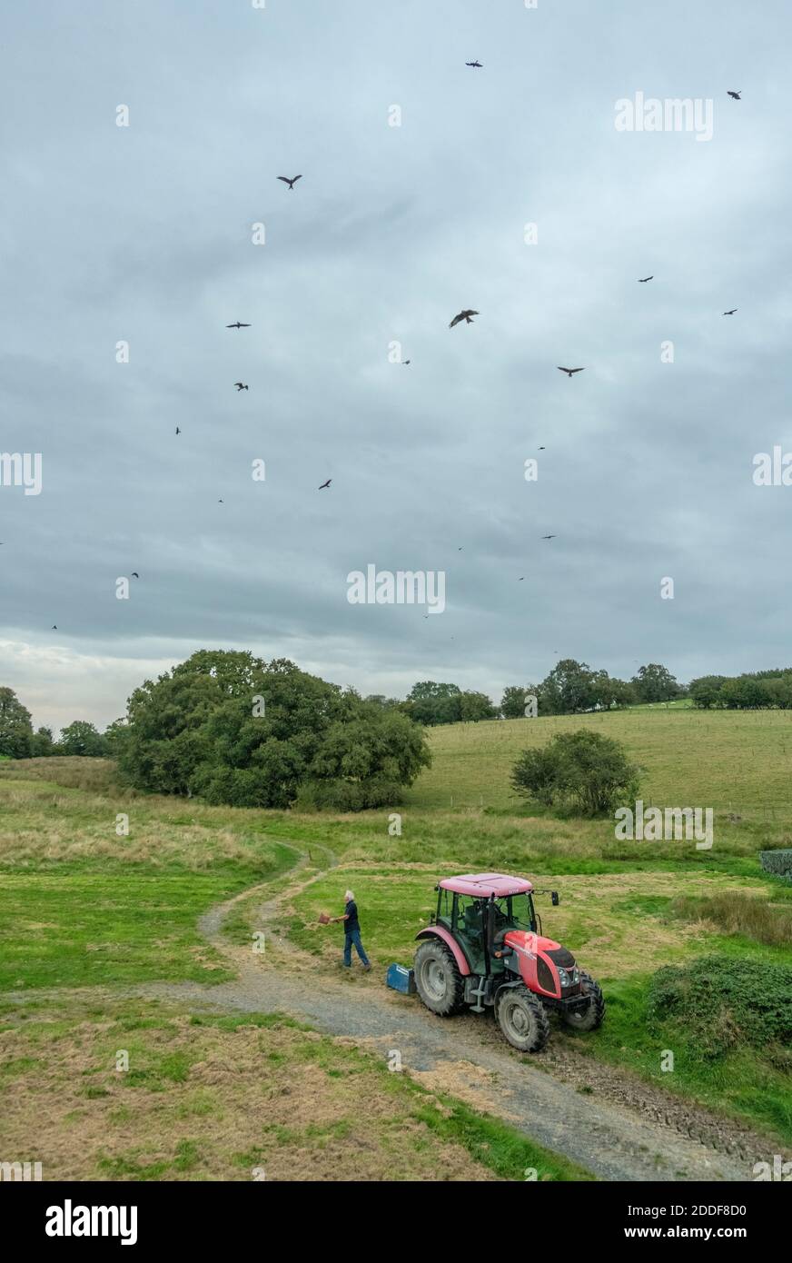 Tempo di alimentazione dei kite rossi alla Gitrin Farm, Rhayader, Powys, Galles. Foto Stock