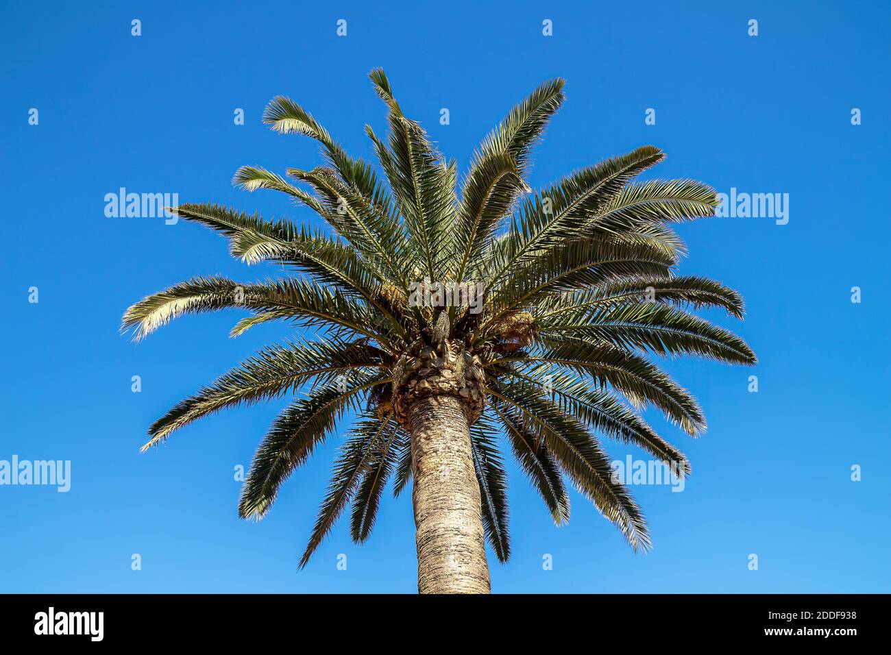 Una palma in una giornata soleggiata con cielo blu. Foto Stock