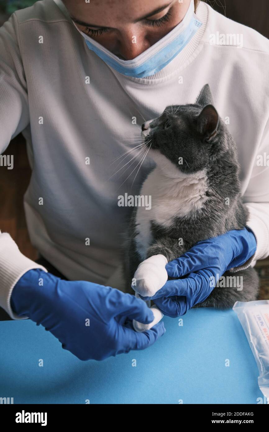 Veterinario femminile che esamina un gatto in guanti. Applicazione di bendaggio per zampa Foto Stock