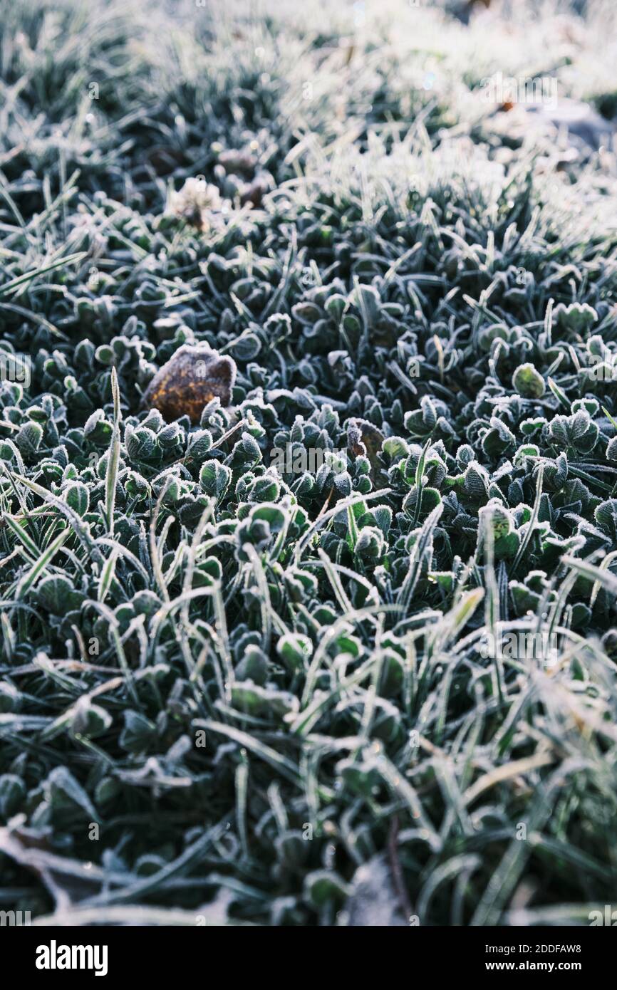 Inverno mattina ghiaccio e gelo sulla vista dall'alto erba. Sfondo e foglia gelo Foto Stock