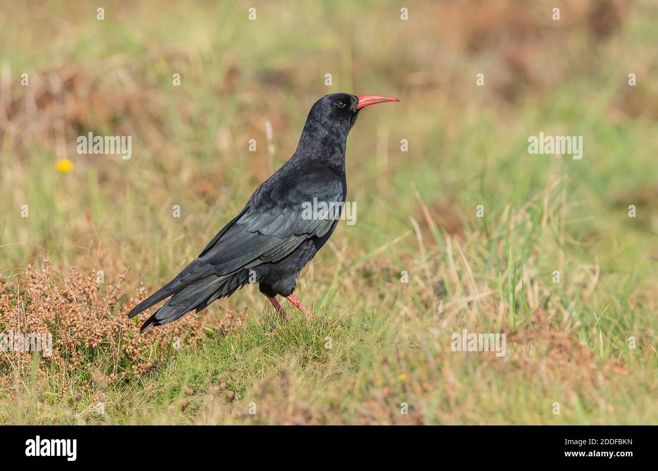 Tosse macinata di rosso, Pyrrhocorax pirrhocorax, che si nutre in praterie costiere gratificate nel Pembrokeshire Coast National Park, Galles. Foto Stock