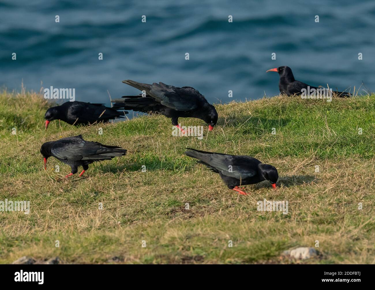 Tosse macinata di rosso, Pyrrhocorax pirrhocorax, che si nutre in praterie costiere gratificate nel Pembrokeshire Coast National Park, Galles. Foto Stock