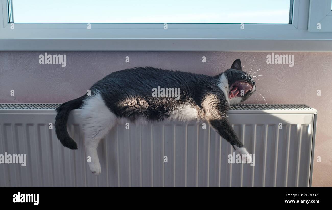 Kitty giace sulla batteria o sul pannello di riscaldamento, il gatto sta riposando, dormendo nel calore, l'animale è riscaldato, Foto Stock