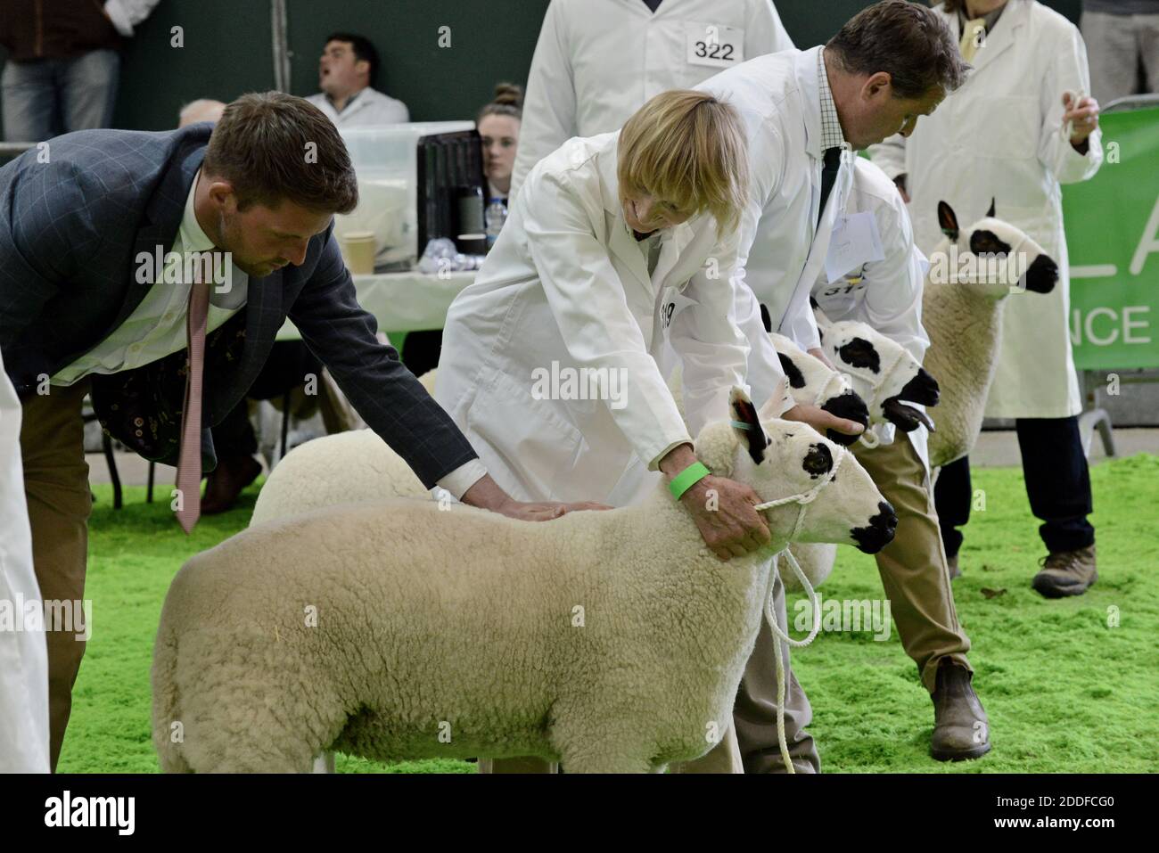Kerry Hill pecore essendo giudicato nell'anello presso il Royal Welsh festival di primavera Foto Stock