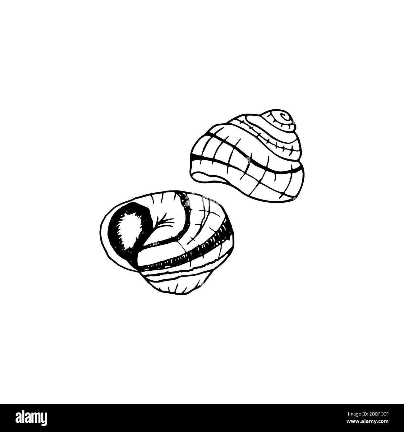 Escargot tracciato a mano vettoriale. Piatto di cucina francese con lumache. Design elemento di schizzo per menu cafè, bistrot, ristorante, etichetta e imballaggio. Illustrazione Illustrazione Vettoriale