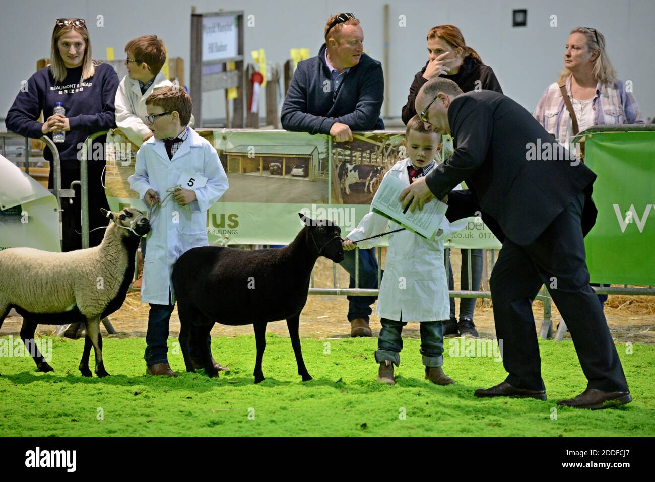 Kerry Hill pecore essendo giudicato nell'anello presso il Royal Welsh festival di primavera Foto Stock