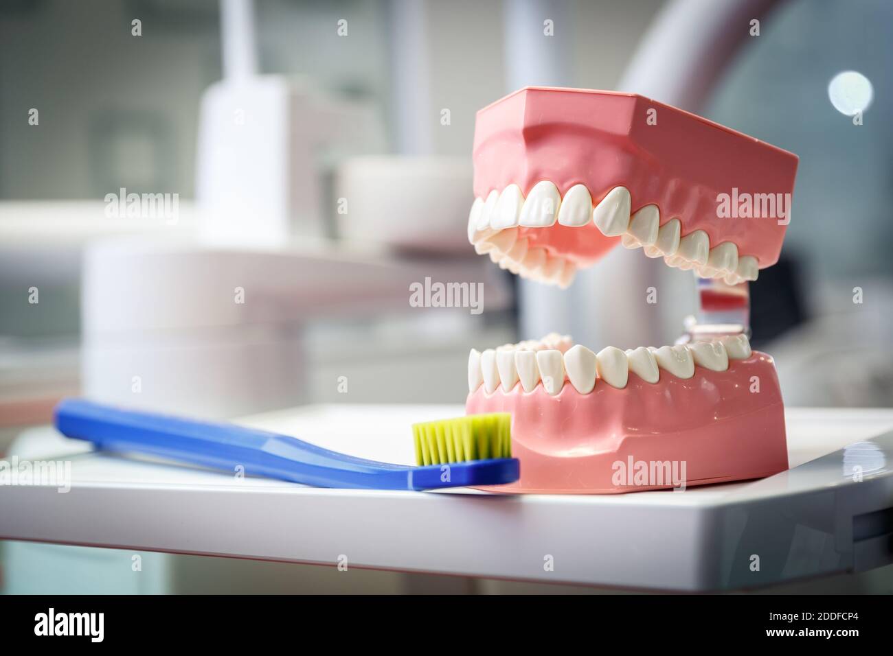 Modello di una mascella umana e di uno spazzolino da denti in un ufficio odontoiatrico. Concetto di salute e odontoiatria Foto Stock