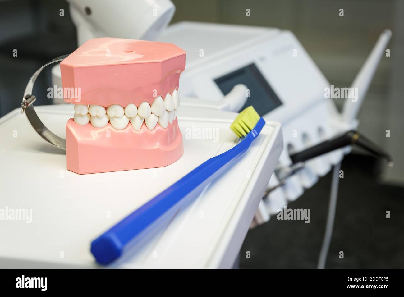 Modello di una mascella umana e di uno spazzolino da denti in un ufficio odontoiatrico. Concetto di salute e odontoiatria Foto Stock