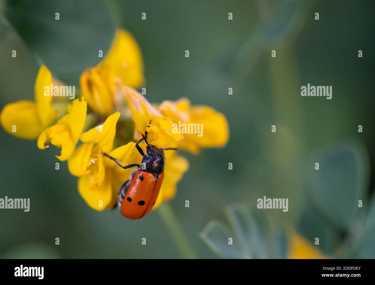 Bug su fiore giallo e sfondo sfocato Foto Stock