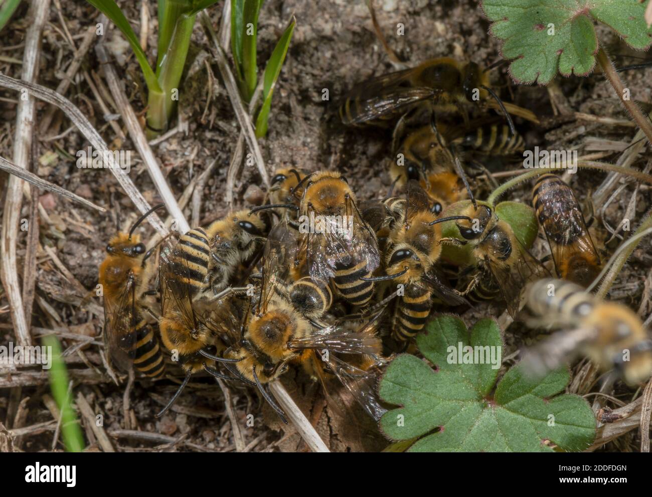 Palla di accoppiamento di principalmente api Ivy maschili, Colletes hederae, a colonia di riproduzione in tarda estate. Foto Stock