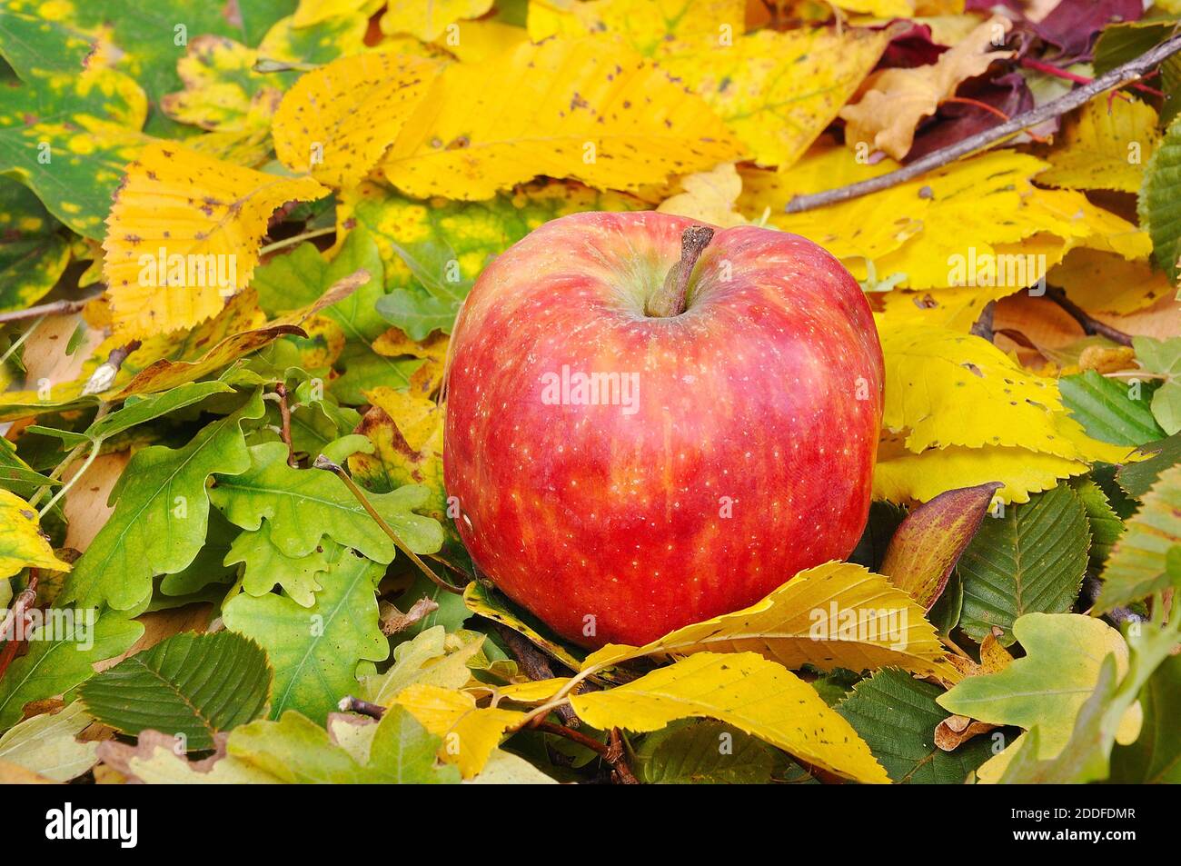 Una mela rossa messa su terra autunnale con foglie Foto Stock