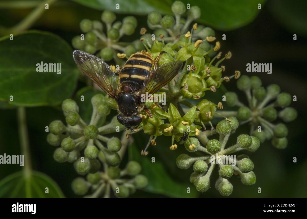 Bog Hoverfly, silentis di Sericomia, che si nutrono di fiori di Ivy all'inizio dell'autunno. Foto Stock
