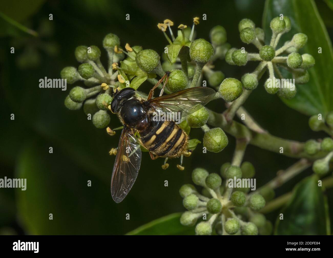 Bog Hoverfly, silentis di Sericomia, che si nutrono di fiori di Ivy all'inizio dell'autunno. Foto Stock