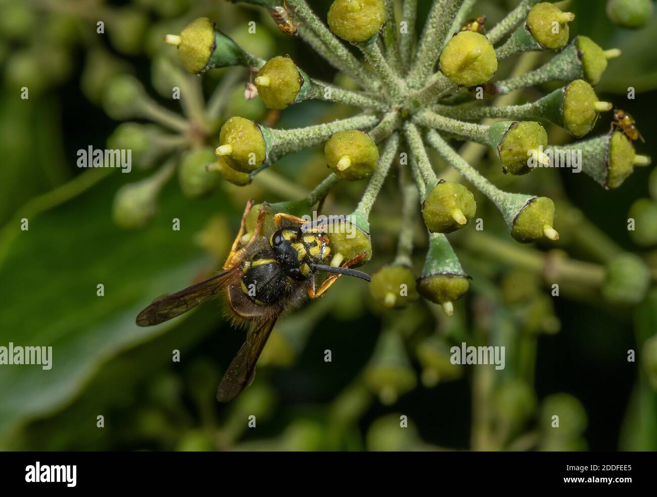 Vespa comune, Vespula vulgaris, nutrimento su fiori Ivy in tarda estate. Foto Stock