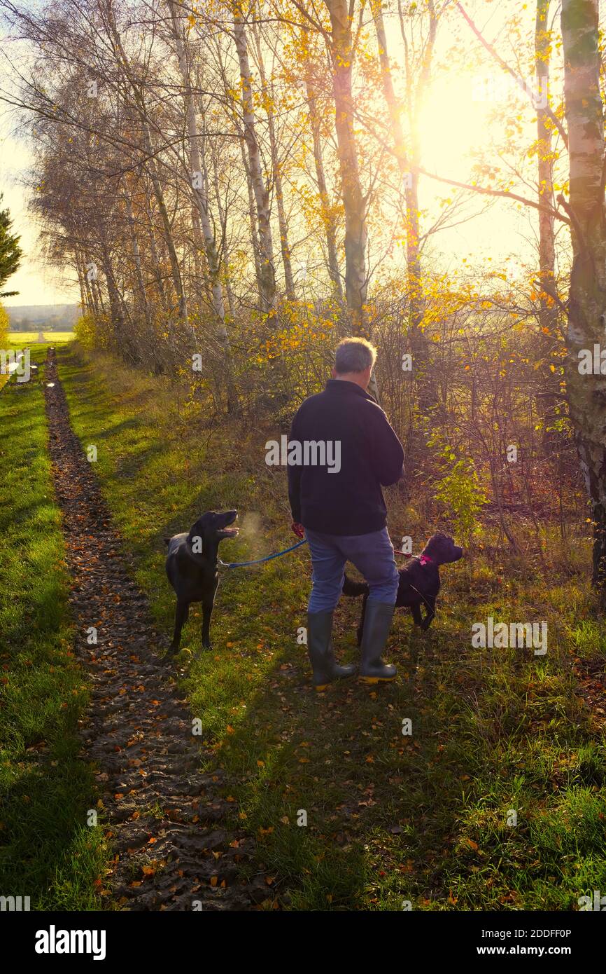 Un uomo che esercita i suoi cani su una corsia di campagna, Inghilterra Foto Stock