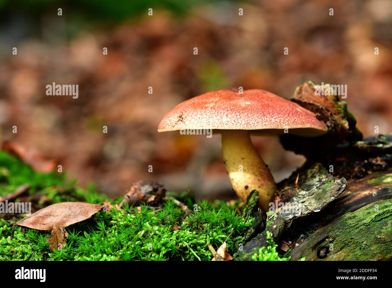 Prugne e Custard o agarico dai capelli rossi nella foresta (Tricholomopsis rutilans), Austria superiore, Austria, Europa Foto Stock