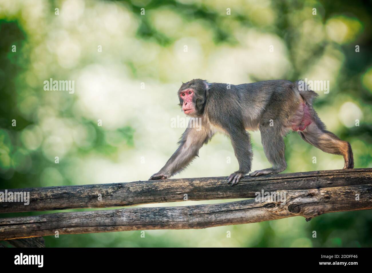 La scimmia macaque sta arrampicando sul ramo di albero nella foresta. Foto Stock