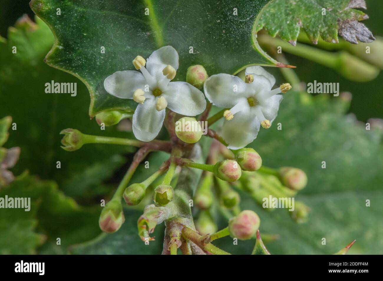 Maschio agrifoglio comune, Ilex aquifolium, in fiore pieno in autunno. Foto Stock
