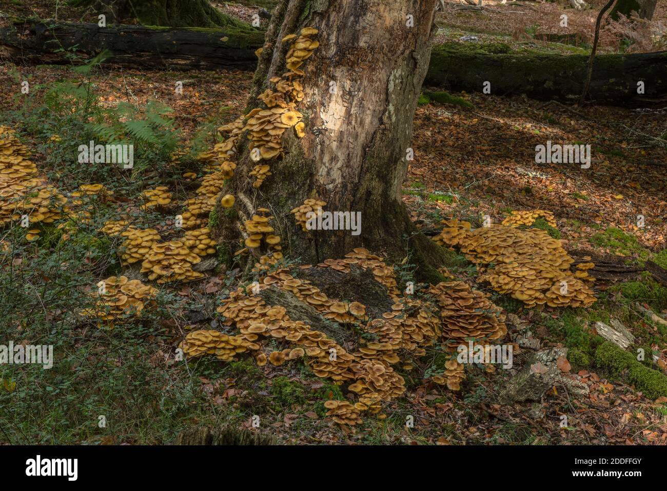 Enormi grumi di fungo di Miele, Armillaria mellea, intorno alla base di un vecchio albero. Nuova foresta. Foto Stock