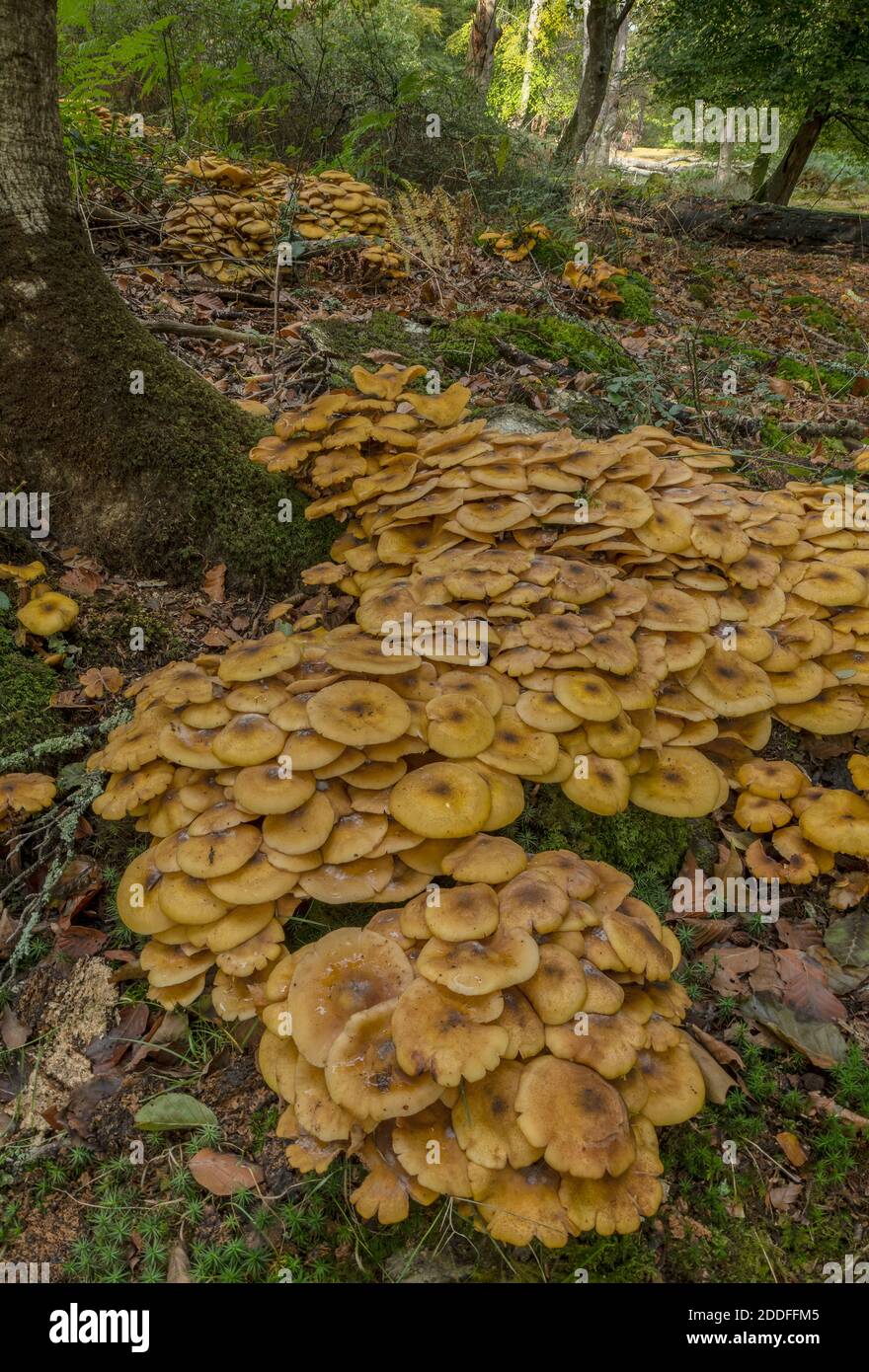 Enormi grumi di fungo di Miele, Armillaria mellea, intorno alla base di un vecchio albero. Nuova foresta. Foto Stock