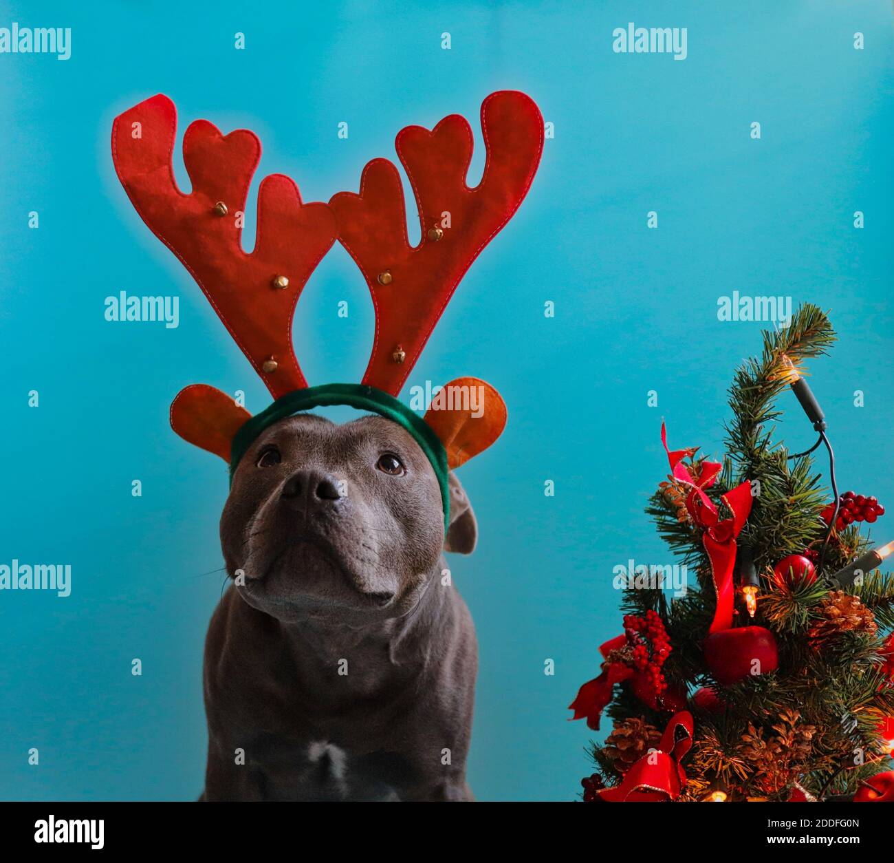 Adorabile Staffordshire Bull Terrier con renne Antlers isolato su Blue. Staff Bull con orecchie di renna. Foto Stock