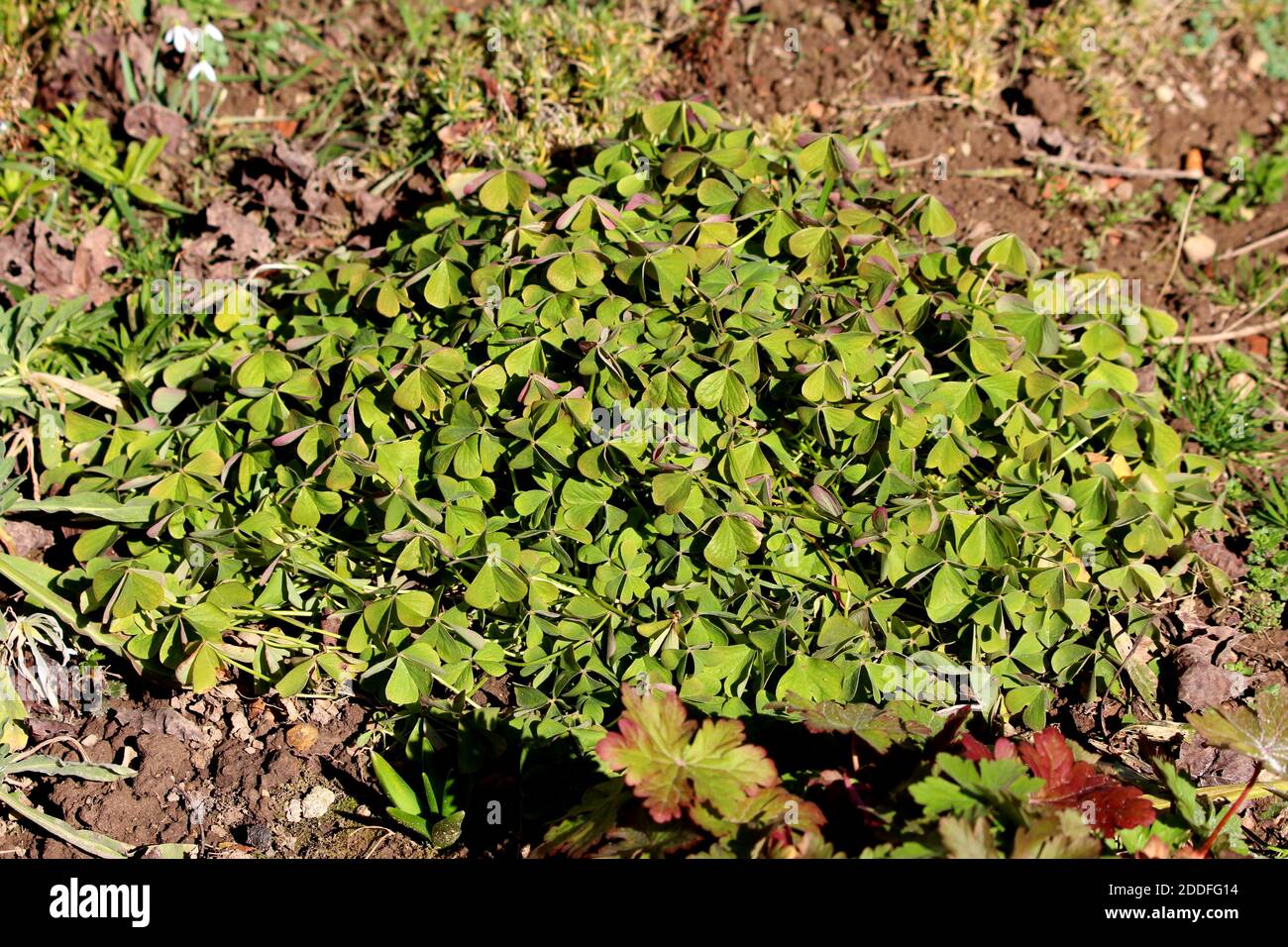 Piantato densamente buona fortuna pianta o Oxalis tetraphilla o ferro Croce fiore o croce di ferro oxalis o fiori rossi o. Fogliame pianta bulbosa perenne Foto Stock