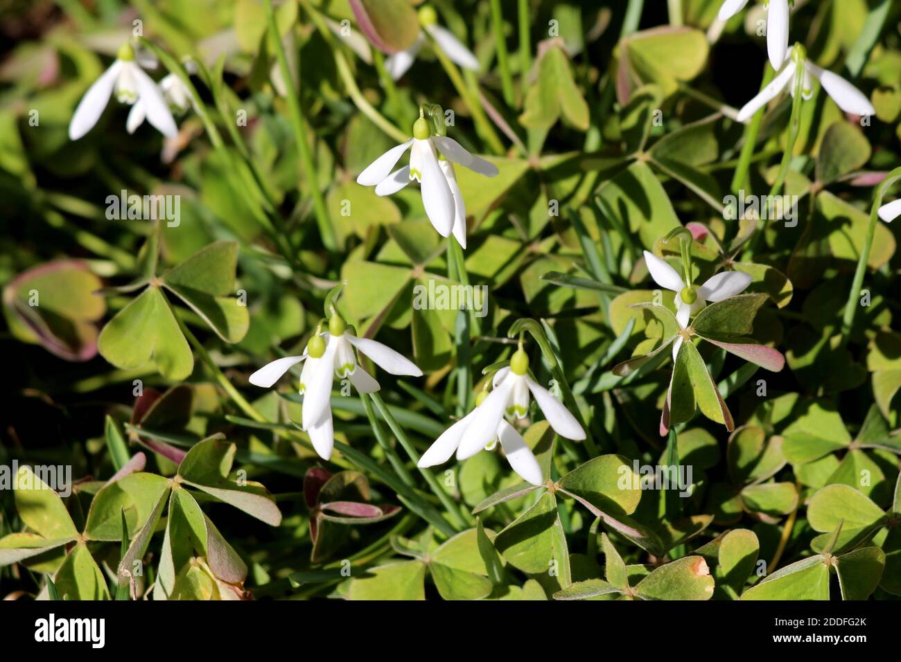 Piante erbacee perenni densamente piantate Snowdrop o Galanthus bulbous con due foglie lineari e una piccola campana bianca a forma di gocciolamento fiore Foto Stock