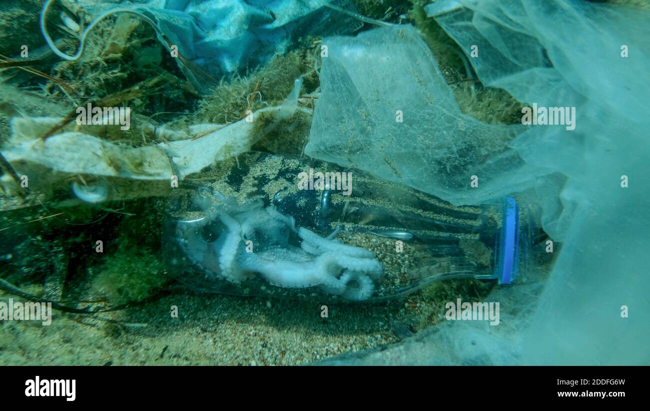 Polpo morto all'interno della bottiglia di plastica sul fondo marino tra la plastica e altri rifiuti. Il COVID-19 contribuisce all'inquinamento, poiché le maschere usate scartate si stringono Foto Stock