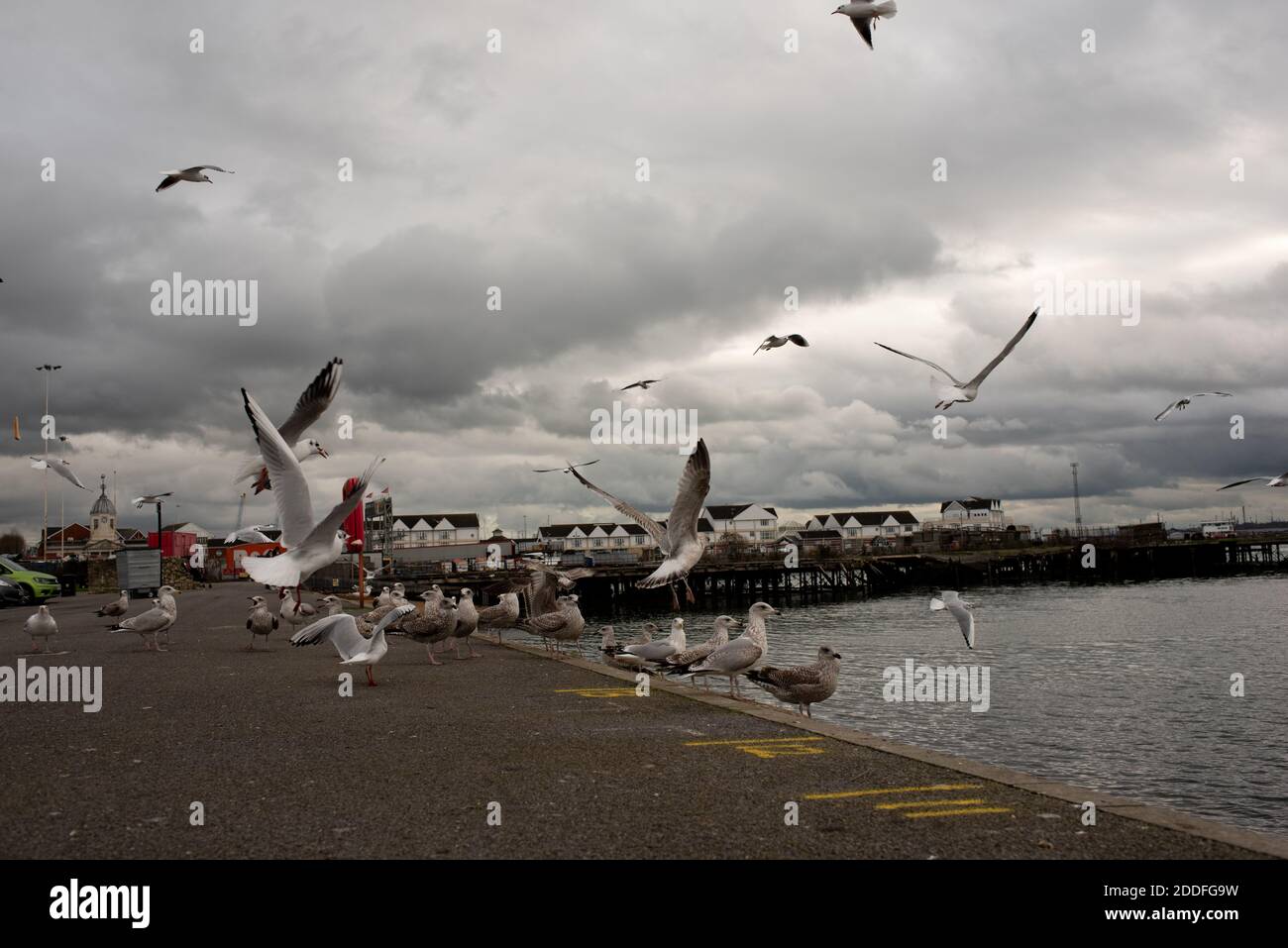 Gabbiani che vengono nutriti mentre si vola al porto di Southampton sul mare Foto Stock