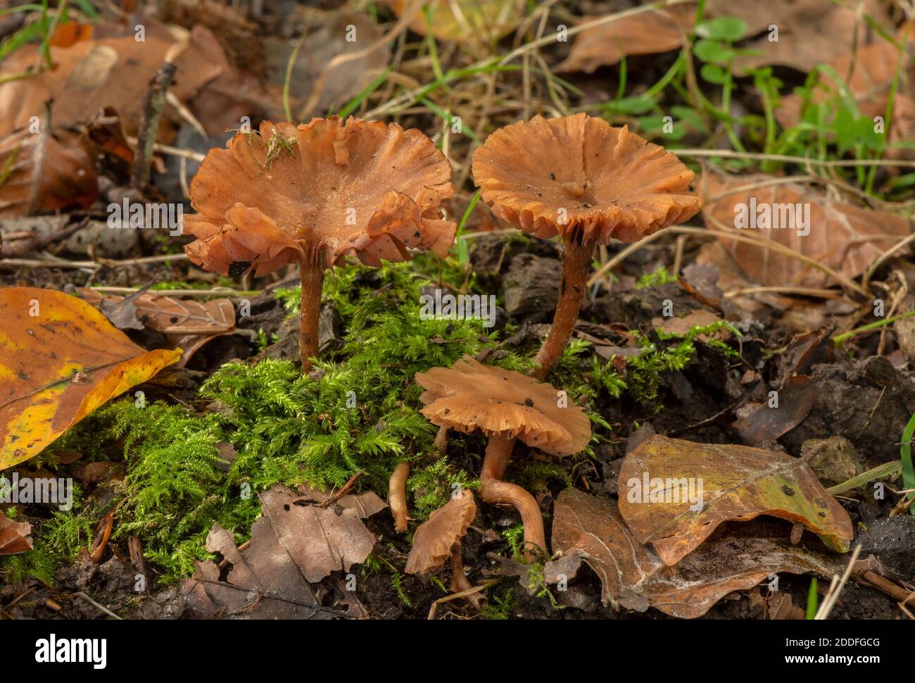 Gruppo del deceiver, Laccaria laccata, in faggeta. Foto Stock