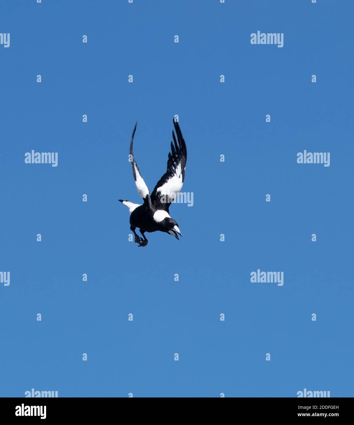 Swooping Australian Magpie durante la stagione di nesting (Cracticus tibicen o Gymnorhina tibicen), Toogoolawah, Queensland, QLD, Australia Foto Stock